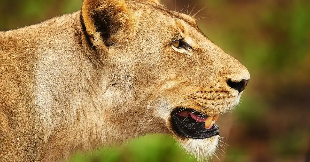kenya-safari-wildlife (1)