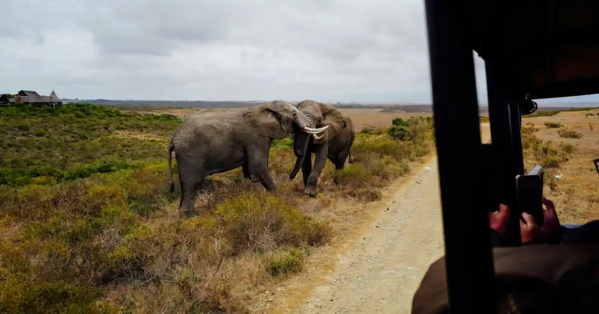 kenya-safari-wildlife (10)