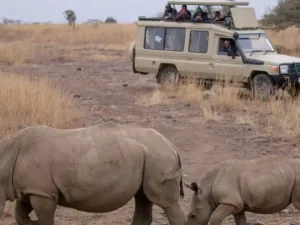 Amboseli & Tsavo Prestige: 6 Days Nairobi to Amboseli, Tsavo West & Tsavo East