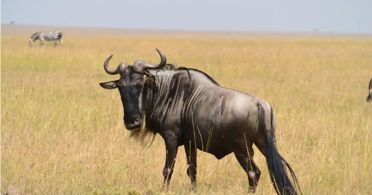 kenya-safari-wildlife (12)