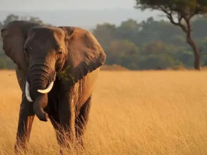 Flamingo Horizon: 4 Days Nairobi to Lake Nakuru & Maasai Mara Safari