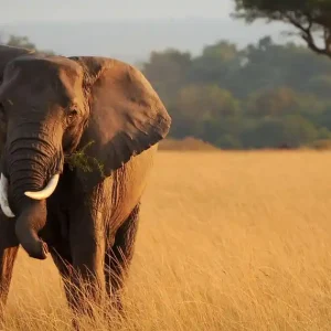 Flamingo Horizon: 4 Days Nairobi to Lake Nakuru & Maasai Mara Safari