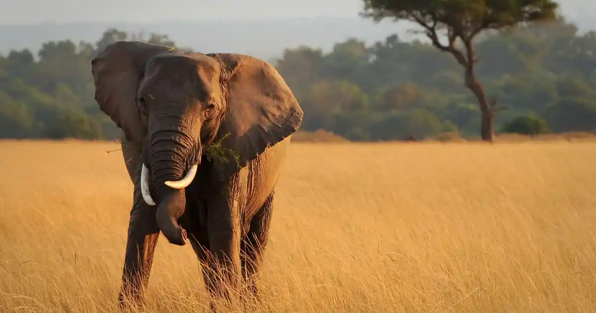 kenya-safari-wildlife (2)