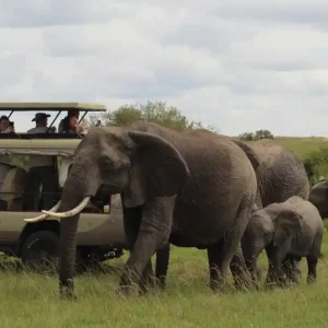 Ultimate Kenya Odyssey: 9 Days Samburu, Ol Pejeta, Lake Nakuru & Maasai Mara