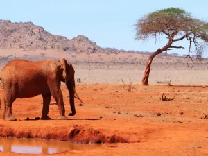 Kenya Panorama Safari: 10 Days Samburu to Amboseli Adventure