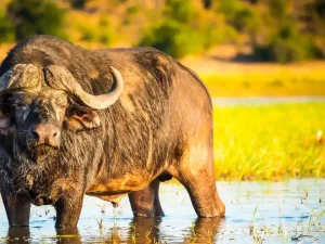 Great Migration Signature: 5 Days Nairobi to Maasai Mara Safari