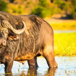 Great Migration Signature: 5 Days Nairobi to Maasai Mara Safari