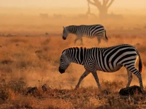 Kilimanjaro Majesty: 5 Days Nairobi to Amboseli Safari