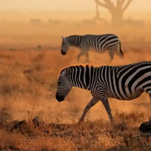 Kilimanjaro Majesty: 5 Days Nairobi to Amboseli Safari