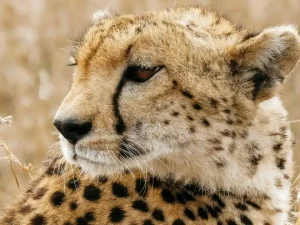 Rift Valley Explorer: 5 Days Nairobi, Lake Nakuru & Lake Naivasha Safari