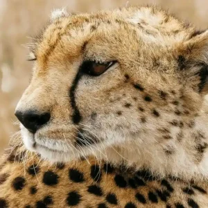 Rift Valley Explorer: 5 Days Nairobi, Lake Nakuru & Lake Naivasha Safari