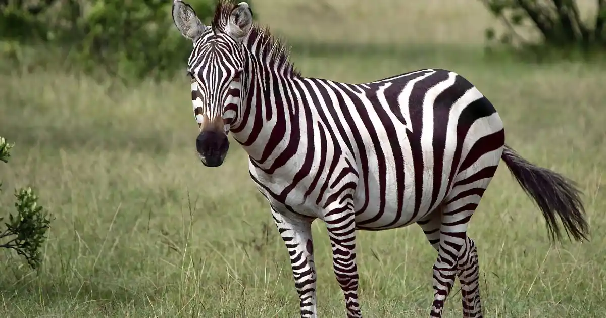 kenya-safari-wildlife (3)