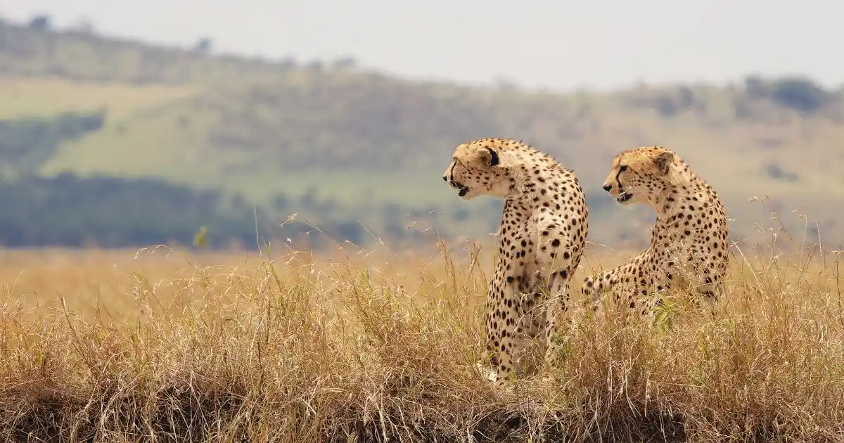 kenya-safari-wildlife (30)