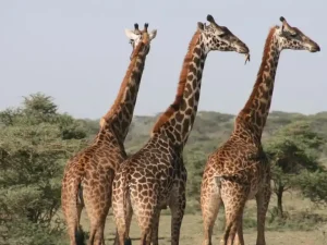Royal Mara Escape: 3 Days Nairobi to Maasai Mara Safari