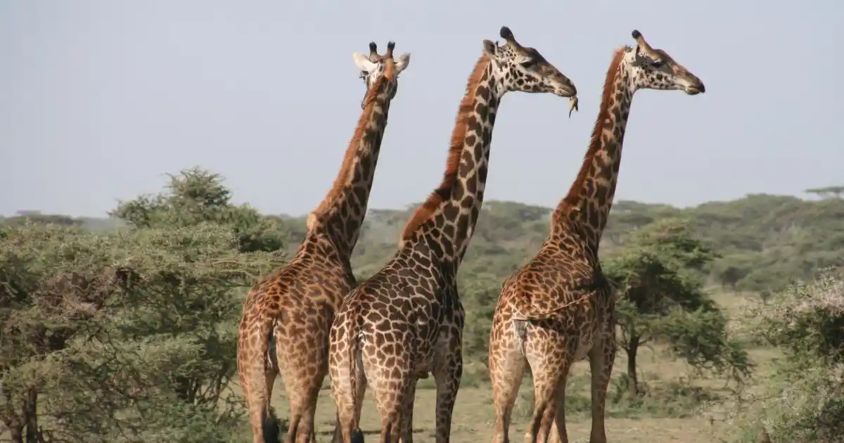 kenya-safari-wildlife (4)