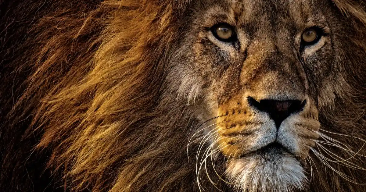 kenya-safari-wildlife (5)