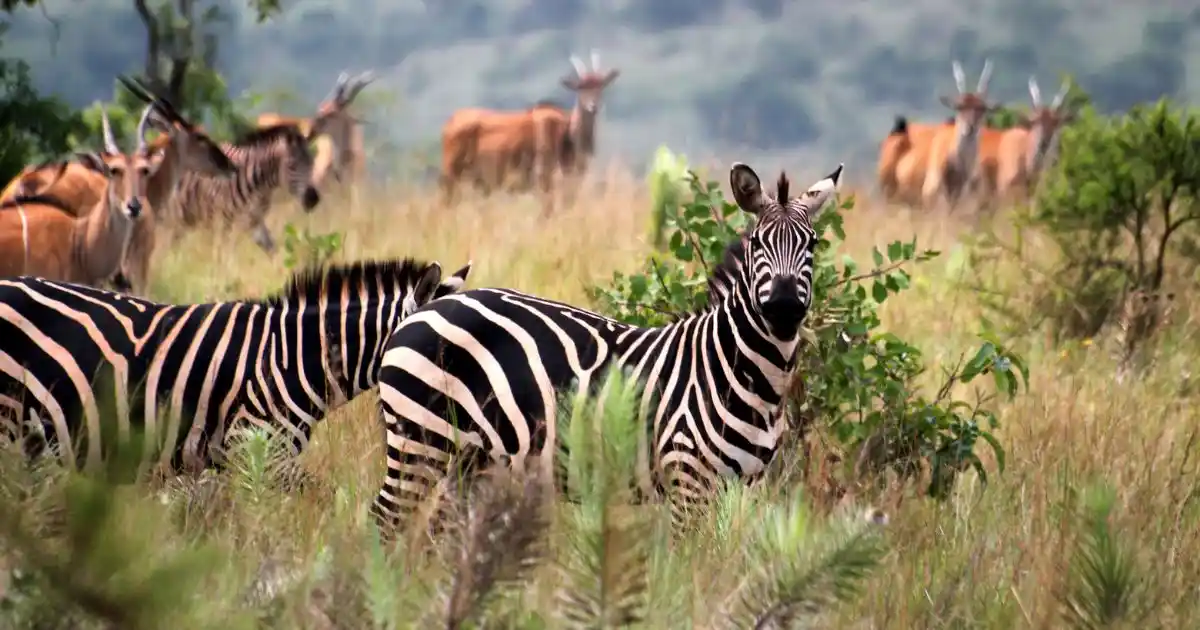 kenya-safari-wildlife (7)