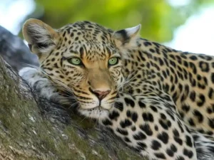 African Elegance Safari: 7 Days Nairobi to Amboseli, Lake Naivasha & Maasai Mara
