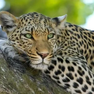 Signature Kenya Explorer: 11 Days Grand Wildlife Safari