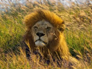 Tsavo Wilderness Expedition: 5 Days Nairobi to Tsavo East & Tsavo West