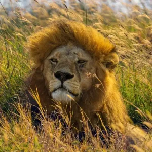 Crown Jewel Expedition: 8 Days Kenya Classic Safari